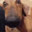 sussydog