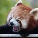 panda_scream