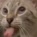AegisBlep
