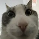 cata