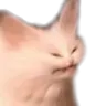 PKEcattogross
