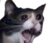 PKEyamerocatto