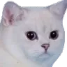 PKEseriouscatto