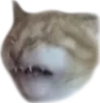 PKEdisgustedcatto