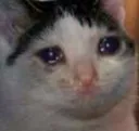 sad_cat10 sad_cat10