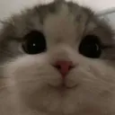 cat_smile cat_smile