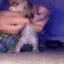 catdance5