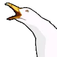 seagullrage