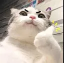 Cat_go_thumbs_up