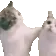 homiecat