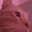 kittyrave