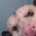 peek peek