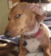dogsmirk2
