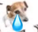 khok