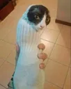 Catsock