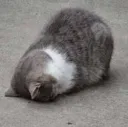 muelto