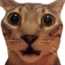 catshock catshock