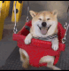 cen_dogswing Discord emoji