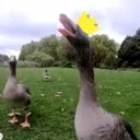 GooseREEEEE