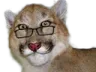 cassi