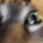 catdumb
