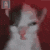 catgatofumao Discord Emoji
