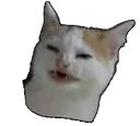 catwhat catwhat