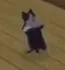 cat_dance