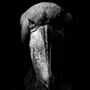 evilbird