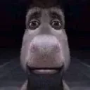KA_donkeystare