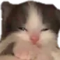 DGsleepyCat
