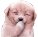doggie