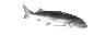 JoelNopers