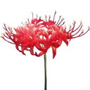 LycorisFlower2 LycorisFlower2