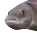 PauseFish