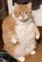 fatcatwaiting