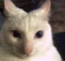 gogocat Discord emoji