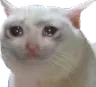 catcry