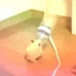 1698hamsterdance 1698hamsterdance