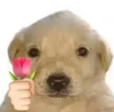 romatiko