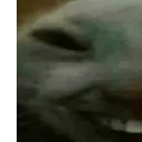 xd