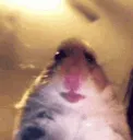 coolhamster