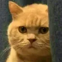 Judging Cat Discord Emoji