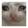 sadCat