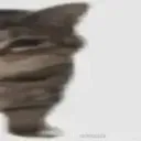 cat3