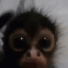 monkeyahh