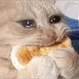 x3bozoSaadcat