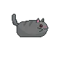 chonkercat
