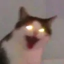 omegacat