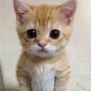 elgato